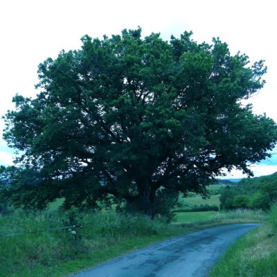 Grand chêne de St Martin